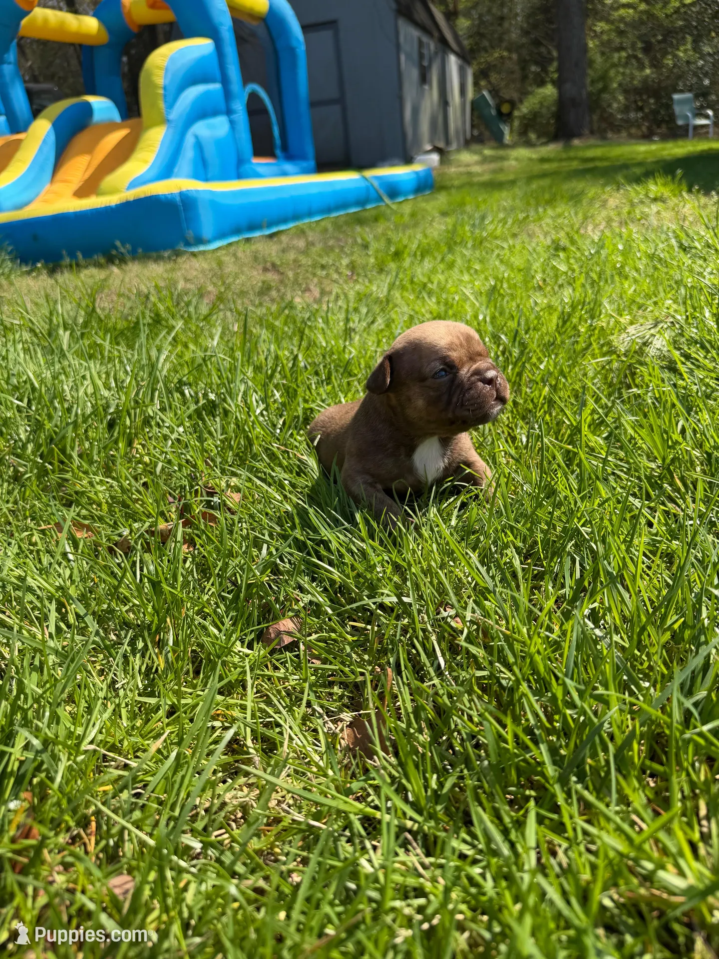 Nala  – French Bulldog, American Bully puppy for sale in Delmar, MD