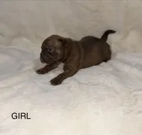 Nala , a female French Bulldog and American Bully for sale in Delmar, MD – Photo 2 of 5