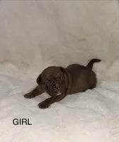 Nala , a female French Bulldog and American Bully for sale in Delmar, MD – Photo 3 of 5