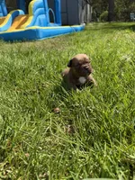 Nala , a female French Bulldog and American Bully for sale in Delmar, MD – Photo 5 of 5