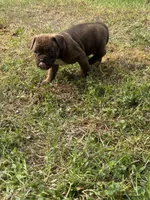 Nala , a female French Bulldog and American Bully for sale in Delmar, MD – 2 of 5