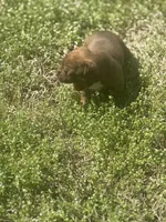 Nala , a female French Bulldog and American Bully for sale in Delmar, MD – Photo 4 of 5