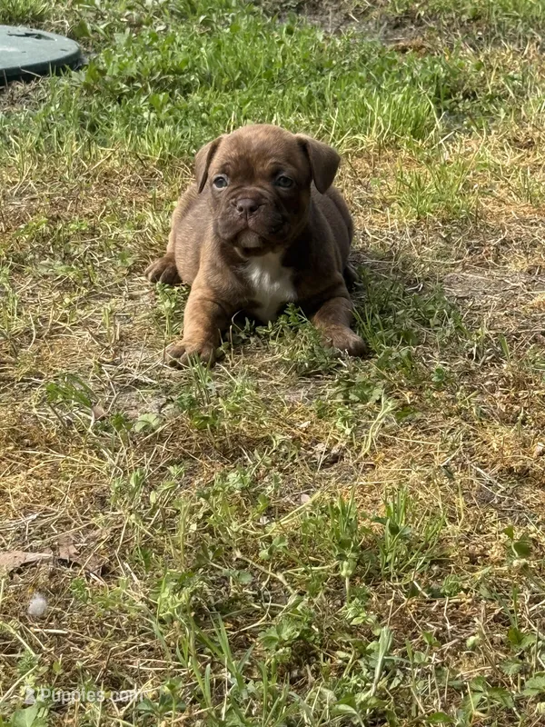 Nala  – French Bulldog, American Bully puppy for sale in Delmar, MD