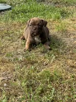 Nala , a female French Bulldog and American Bully for sale in Delmar, MD – 1 of 5