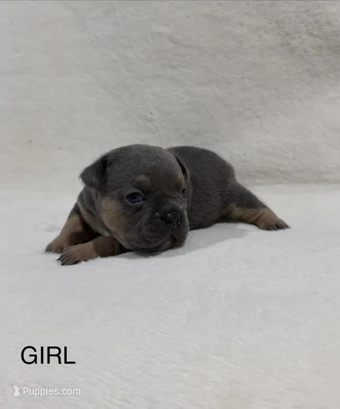 Millie  – French Bulldog, American Bully puppy for sale in Delmar, MD