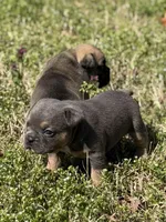 Millie , a female French Bulldog and American Bully for sale in Delmar, MD – Photo 3 of 4