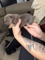 Millie , a female French Bulldog and American Bully for sale in Delmar, MD – Photo 4 of 4