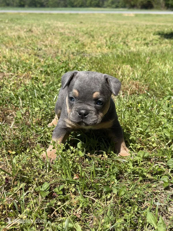 Millie  – French Bulldog, American Bully puppy for sale in Delmar, MD