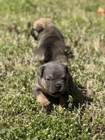 Millie , a female French Bulldog and American Bully for sale in Delmar, MD – Photo 2 of 4