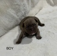 Koda, a male French Bulldog and American Bully for sale in Delmar, MD – Photo 2 of 4