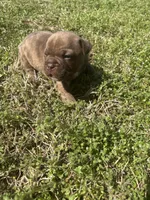 Koda, a male French Bulldog and American Bully for sale in Delmar, MD – Photo 3 of 4