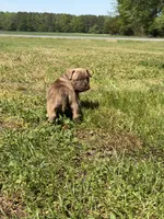 Koda, a male French Bulldog and American Bully for sale in Delmar, MD – 2 of 5