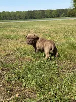 Koda, a male French Bulldog and American Bully for sale in Delmar, MD – 3 of 5