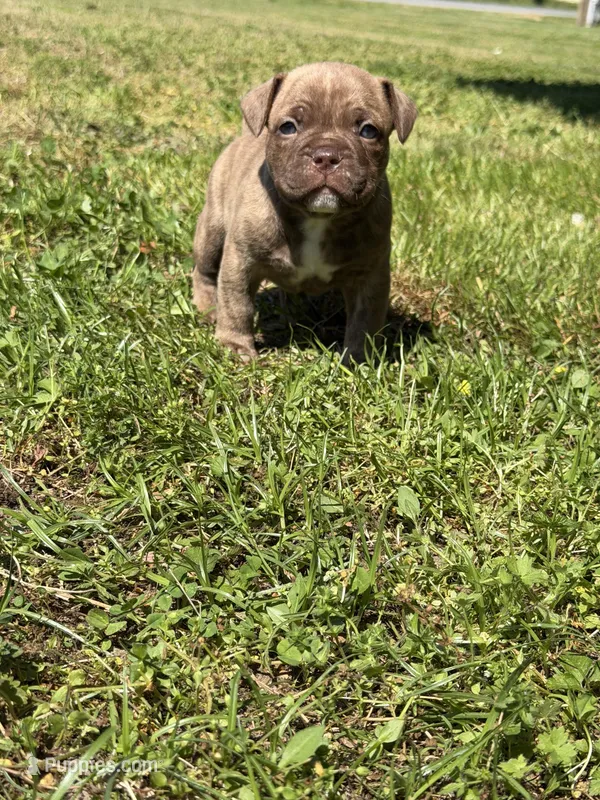 Koda – French Bulldog, American Bully puppy for sale in Delmar, MD