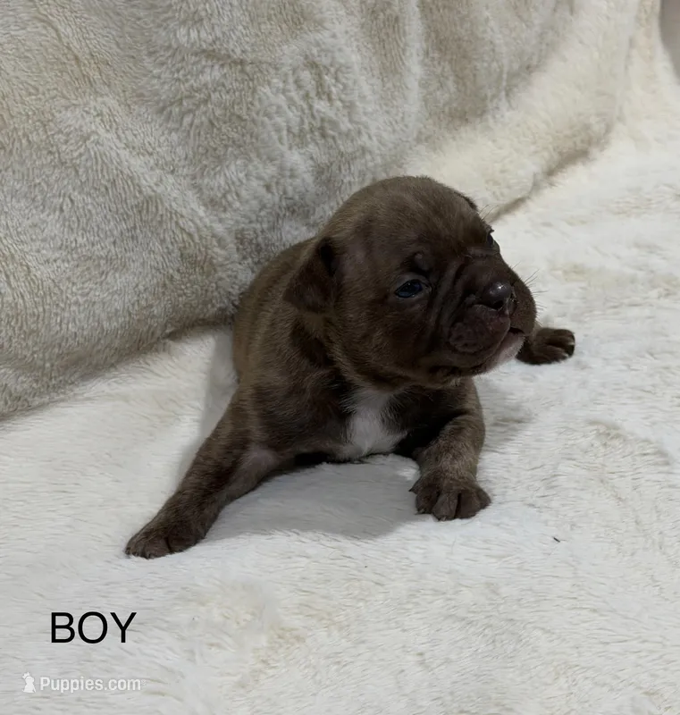 Koda, a male French Bulldog and American Bully for sale in Delmar, MD – Photo 1 of 4