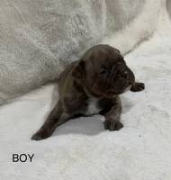 Koda, a male French Bulldog and American Bully for sale in Delmar, MD – Photo 1 of 4