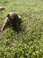 Koda, a male French Bulldog and American Bully for sale in Delmar, MD – Photo 4 of 4