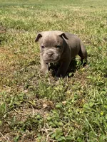 Bruno, a male American Bulldog and French Bulldog for sale in Delmar, MD – Photo 2 of 4