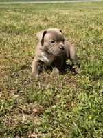 Bruno, a male American Bulldog and French Bulldog for sale in Delmar, MD – Photo 3 of 4