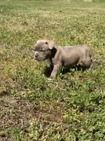 Bruno, a male American Bulldog and French Bulldog for sale in Delmar, MD – Photo 4 of 4