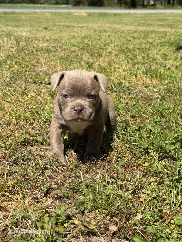 Bruno – American Bulldog, French Bulldog puppy for sale in Delmar, MD