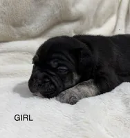 Luna , a female French Bulldog and American Bully for sale in Delmar, MD – Photo 2 of 3