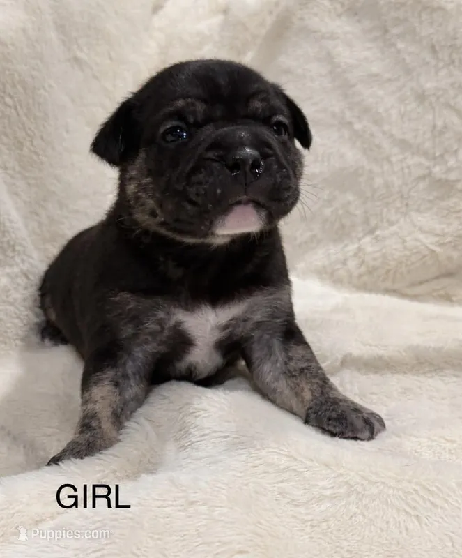 Luna  – French Bulldog, American Bully puppy on hold in Delmar, MD