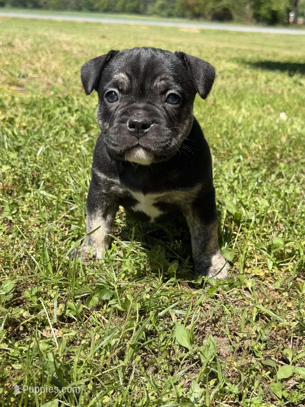 Luna  – French Bulldog, American Bully puppy for sale in Delmar, MD