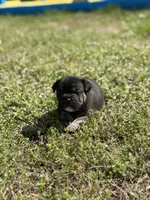 Luna , a female French Bulldog and American Bully for sale in Delmar, MD – Photo 3 of 3