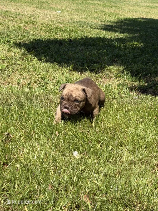 Rocco – French Bulldog, American Bully puppy for sale in Delmar, MD
