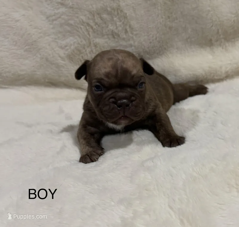 Rocco – French Bulldog, American Bully puppy for sale in Delmar, MD