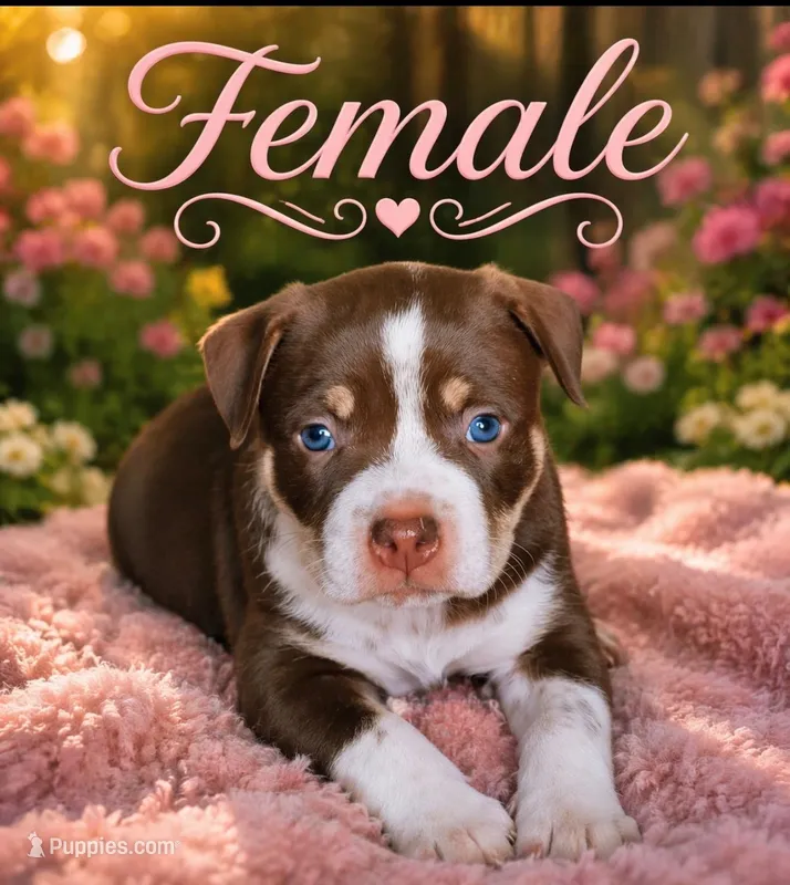 Sadie  – American Bulldog puppy for sale in Delmar, MD