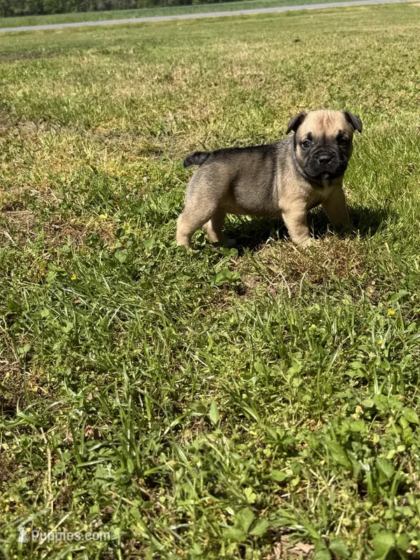 Zara – French Bulldog, American Bully puppy for sale in Delmar, MD