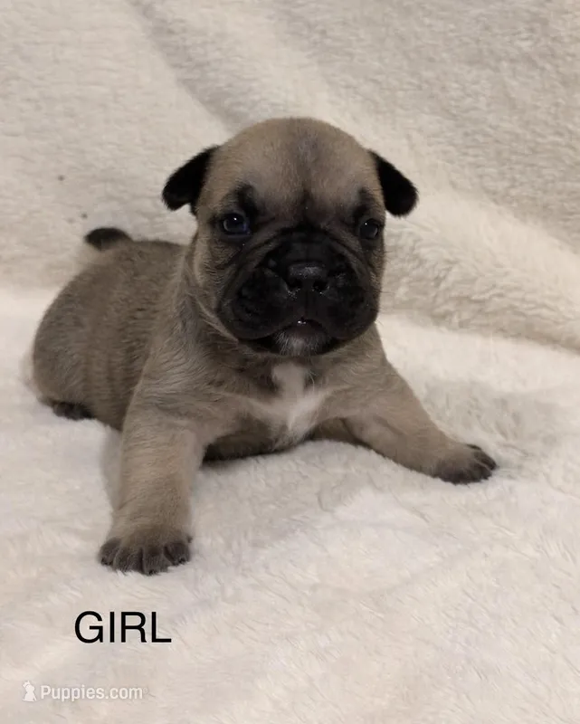 Zara – French Bulldog, American Bully puppy for sale in Delmar, MD