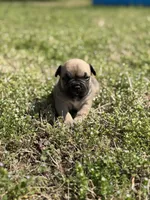 Zara, a female French Bulldog and American Bully for sale in Delmar, MD – Photo 4 of 4