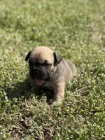 Zara, a female French Bulldog and American Bully for sale in Delmar, MD – Photo 3 of 4