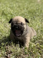 Zara, a female French Bulldog and American Bully for sale in Delmar, MD – Photo 2 of 4