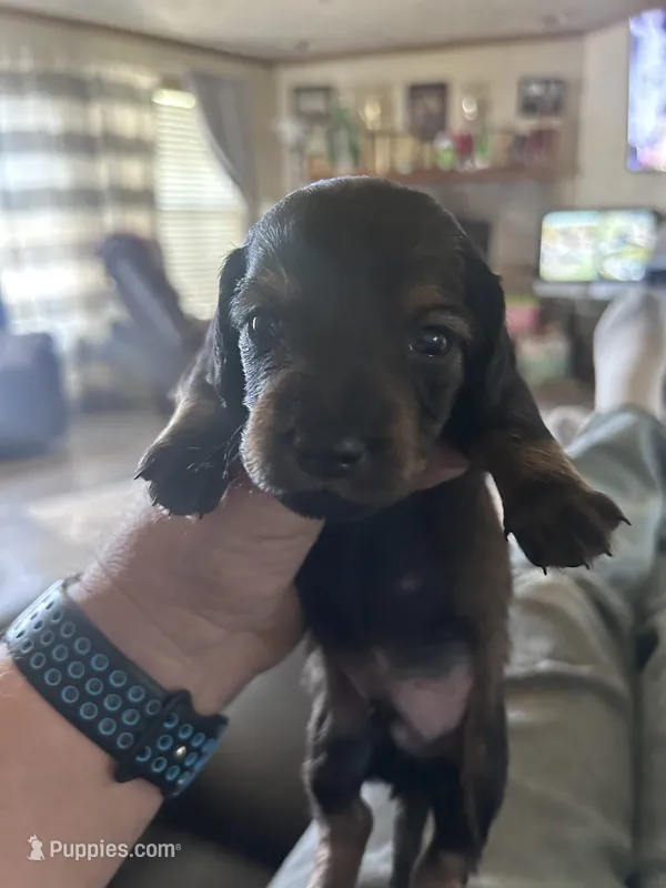 Miniature dachshund  – Miniature Dachshund puppy for sale in Warsaw, IN