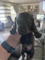 Miniature dachshund , a male Miniature Dachshund for sale in Warsaw, IN – 1 of 10