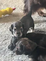Miniature dachshund , a male Miniature Dachshund for sale in Warsaw, IN – 4 of 10