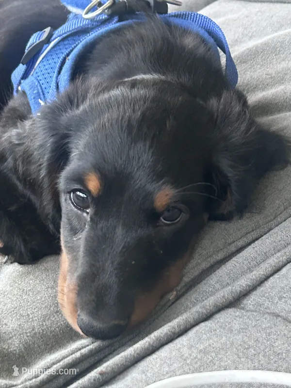 Mini dachshund  – Miniature Dachshund puppy for sale in Warsaw, IN