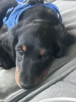 Mini dachshund , a male Miniature Dachshund for sale in Warsaw, IN – 1 of 2