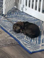 Miniature dachshund , a male Miniature Dachshund for sale in Warsaw, IN – 2 of 10