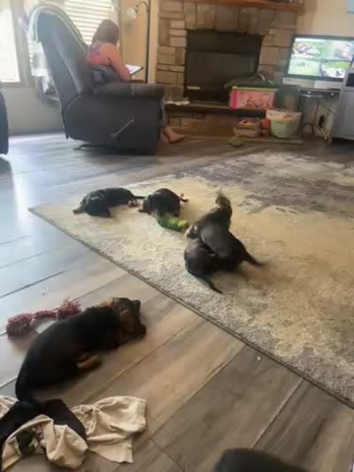 Miniature dachshund , a male Miniature Dachshund for sale in Warsaw, IN – 10 of 10