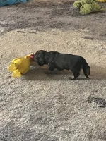 Miniature dachshund , a male Miniature Dachshund for sale in Warsaw, IN – 9 of 10