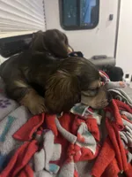Miniature dachshund , a male Miniature Dachshund for sale in Warsaw, IN – 3 of 10