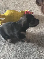 Miniature dachshund , a male Miniature Dachshund for sale in Warsaw, IN – 5 of 10