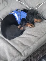 Mini dachshund , a male Miniature Dachshund for sale in Warsaw, IN – 2 of 2