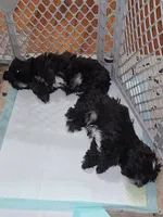 Buddy, a male Shih Tzu for sale in Jerome, MI – 4 of 4