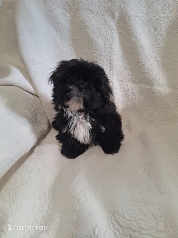 Buddy – Shih Tzu puppy for sale in Jerome, MI